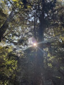 2026年明けましておめでとうございますのアイキャッチ画像